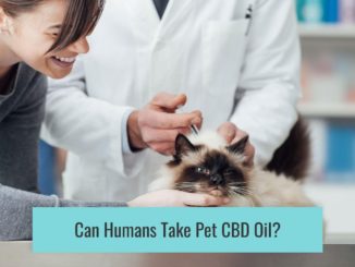 Can Humans Take Pet CBD Oil?