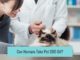 Can Humans Take Pet CBD Oil?