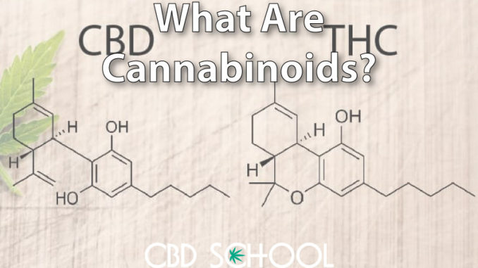 What are Cannabinoids? - CBD School