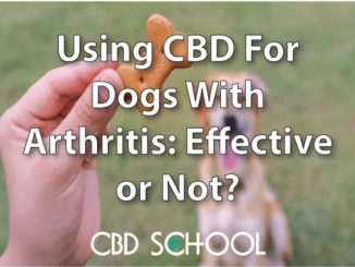 CBD Oils for Dogs With Arthritis: Is It a Scam?