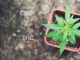 CBD Oil vs Medical Marijuana