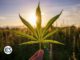 What is Industrial Hemp? How Is It Used?