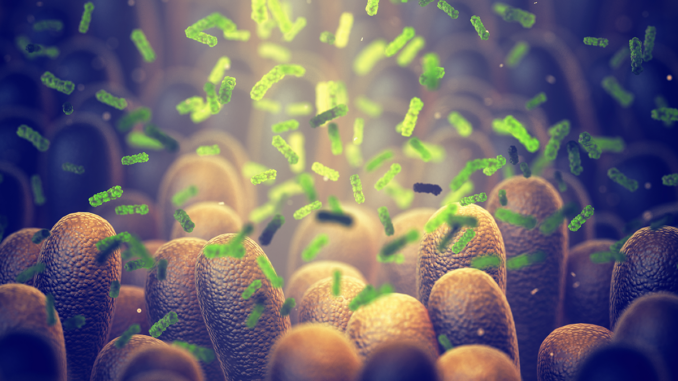 Psychedelics, Endocannabinoids & Gut Microbiota