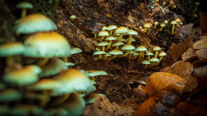 Psychedelic Research Potpourri | Project CBD